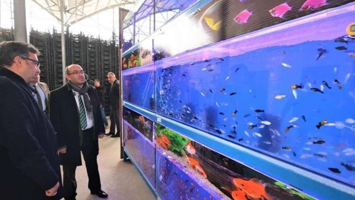 Sandıklı’da jeotermal kaynaklar tropikal balık üretiminde kullanılacak